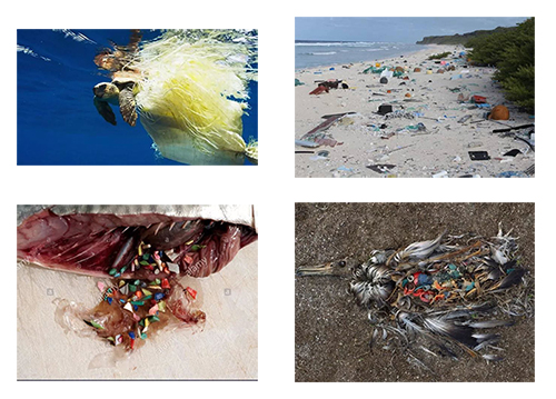 塑料垃圾对海洋的影响